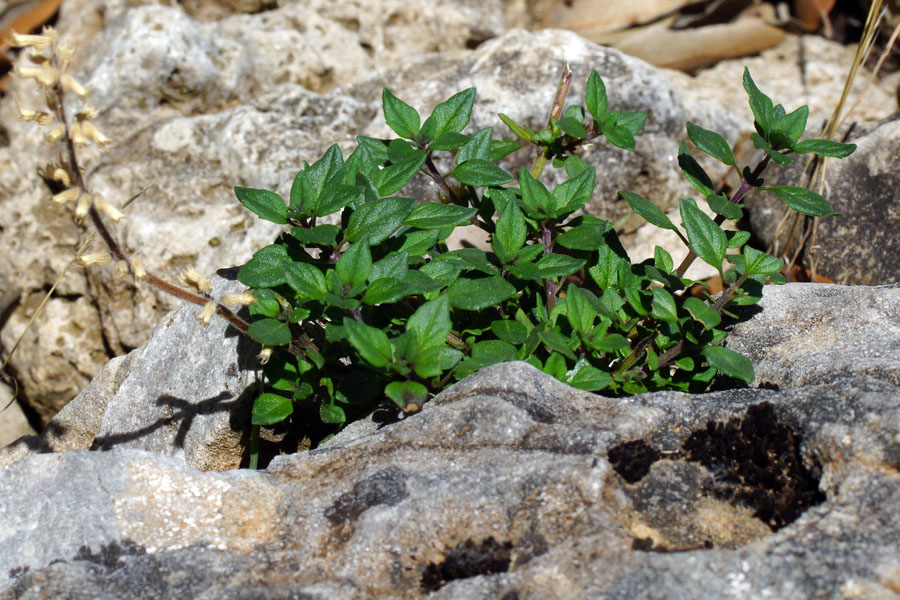 Ziziphora sardoa (=Acinos sardous) / Acino di Sardegna